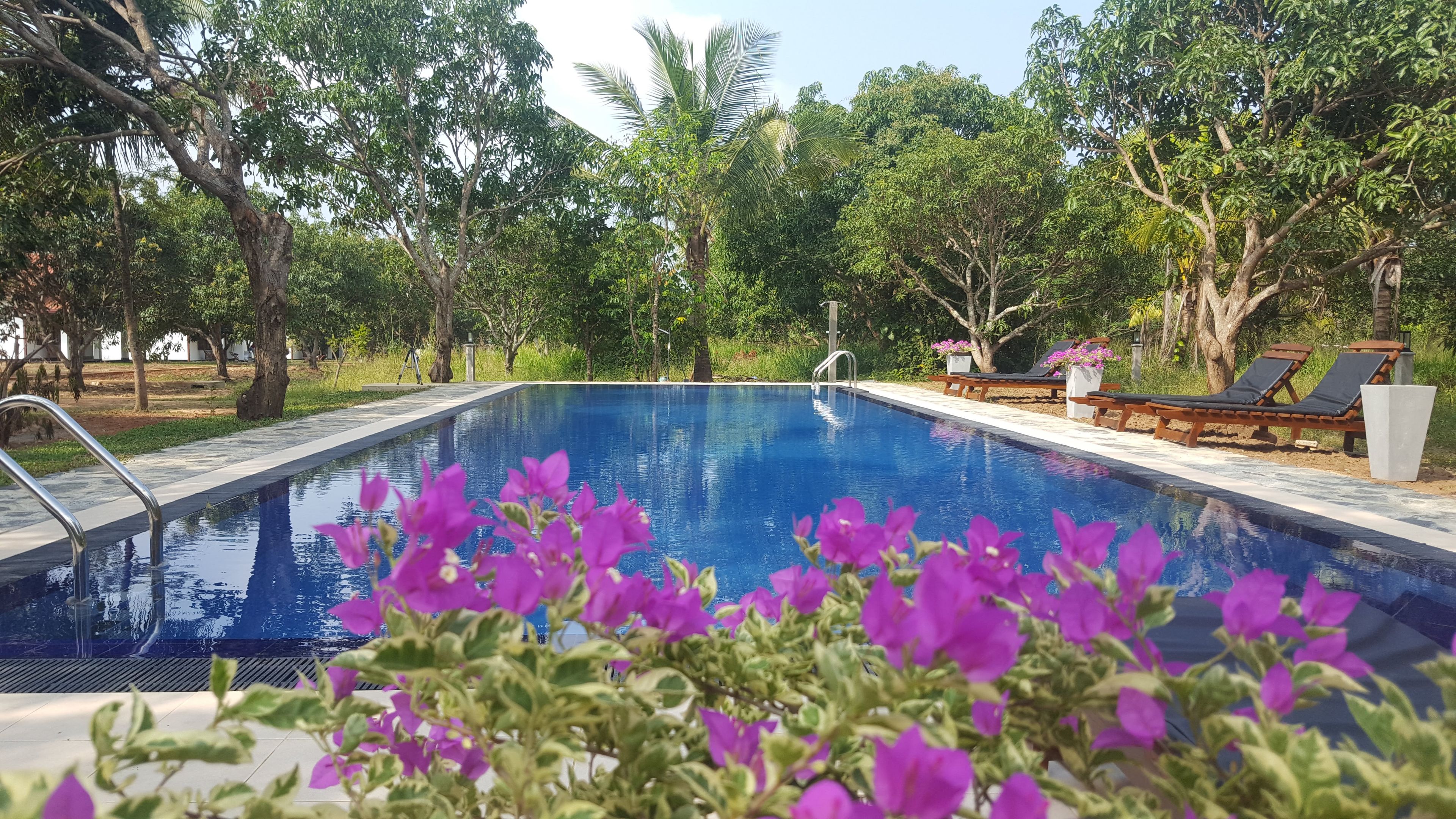 A swimming pool with a clear blue water surface, surrounded by lush greenery and trees.