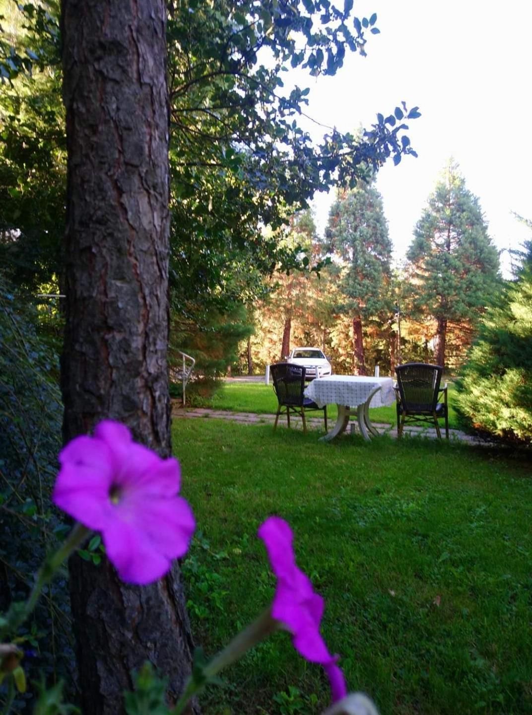 Un jardín con mesa y sillas, rodeado de árboles y césped.