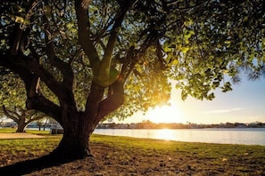 A large tree with a broad trunk and dense foliage, a grassy area, and a body of water in the background.