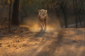 Miscellaneous - The Kiaan Hotels and Resort (Sasan Gir)