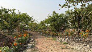 A dirt path flanked by rows of orange marigold flowers and green trees.