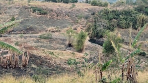 Un paysage rural avec des collines, des arbres et des éoliennes à l’horizon.