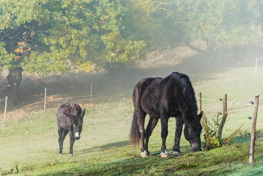 A stable with two horses grazing in a grassy field.