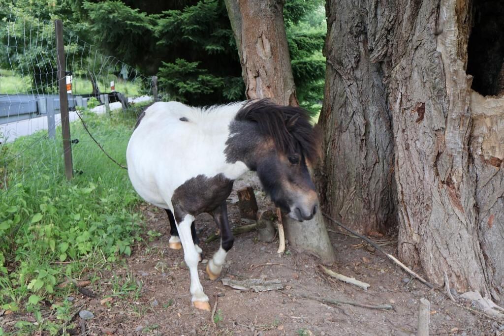 Un caballo cerca de un árbol en un entorno natural.