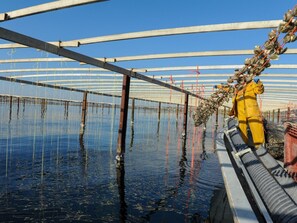 Eine große Aquakulturanlage mit Reihen schwimmender Käfige im Wasser.