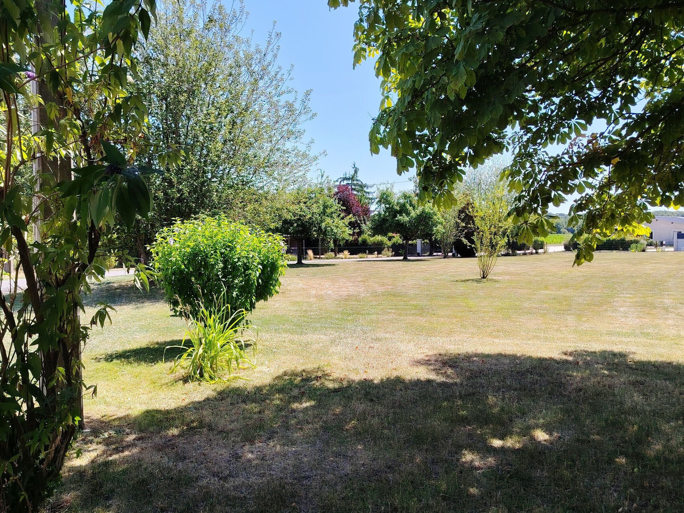 A grassy outdoor area with trees and a building in the background.