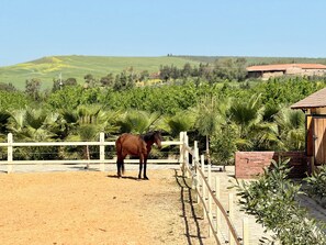 Un cheval dans un espace clos, avec un bâtiment et des collines en arrière-plan.