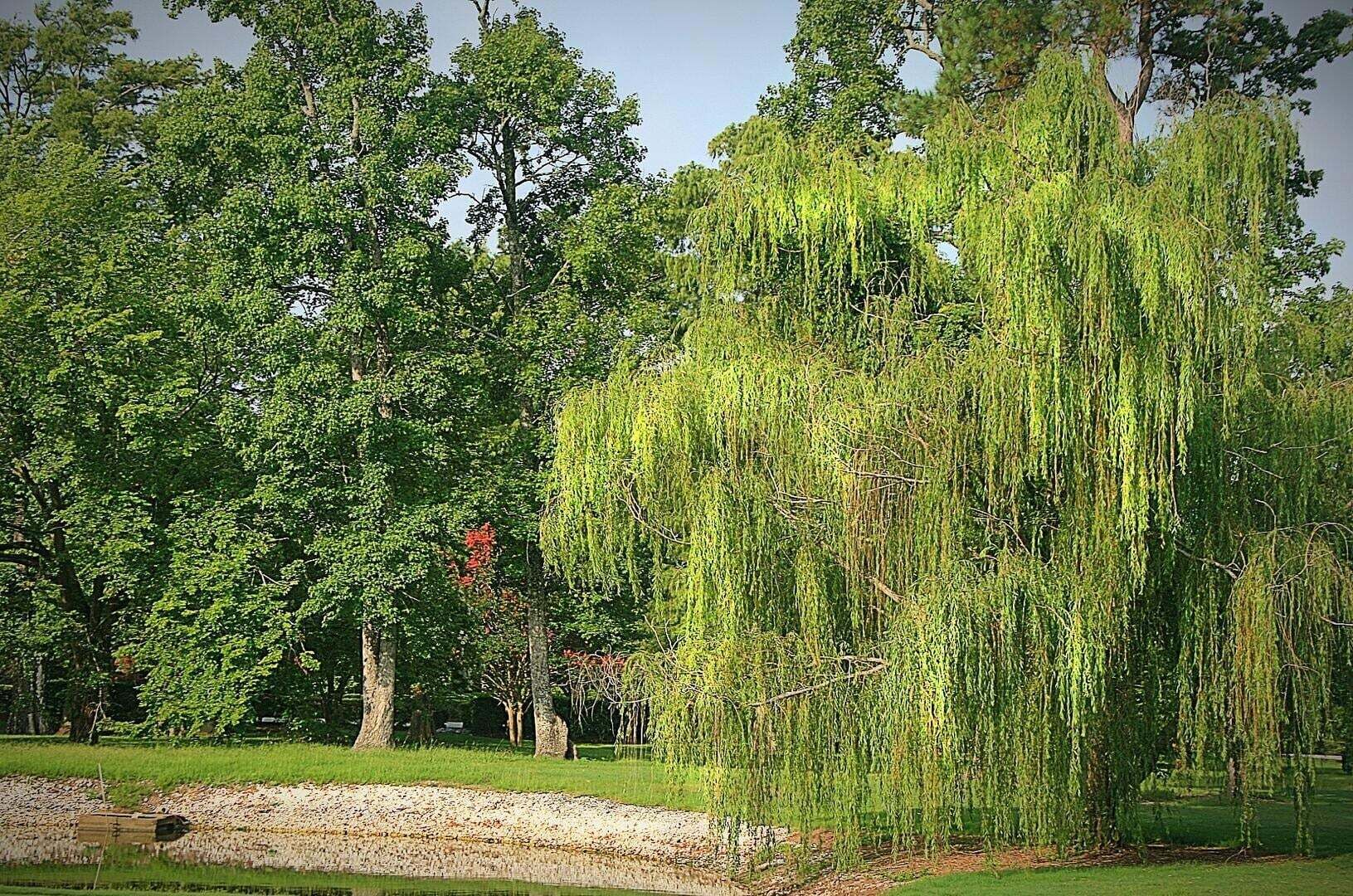 A weeping willow tree in a park with other trees and a gravel path.