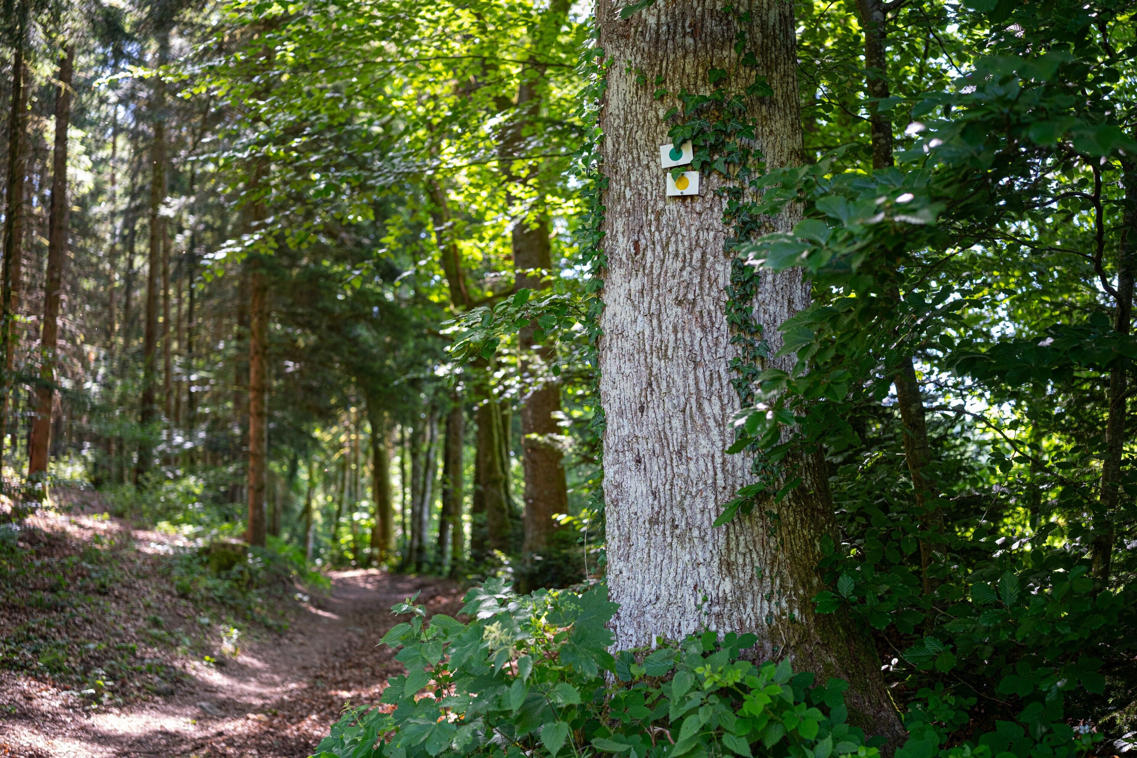 Ein bewaldetes Gebiet mit einem Feldweg, Bäumen und einem Schild an einem Baumstamm.