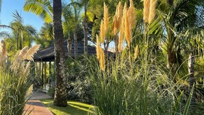 A pathway leading through a tropical garden with palm trees and tall grasses. - Villa in palm tree plantation, near the beach. (Marbella)