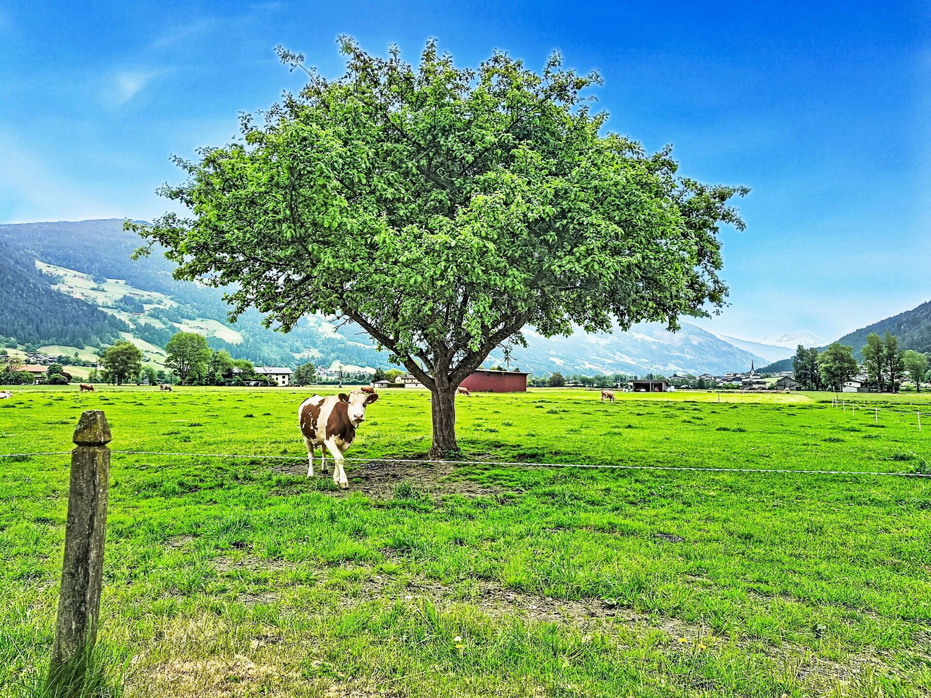 Gras, Grün, Baum, Wiese, Natürliche Landschaft, Weide, Sommer, Feld, Landschaft, Einfach