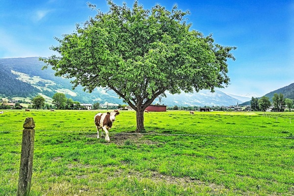 Gras, Grün, Baum, Wiese, Natürliche Landschaft, Weide, Sommer, Feld, Landschaft, Einfach