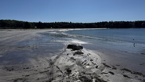 Kirkas taivas, hiekkaranta ja taustalla metsä – täydellinen ranta.