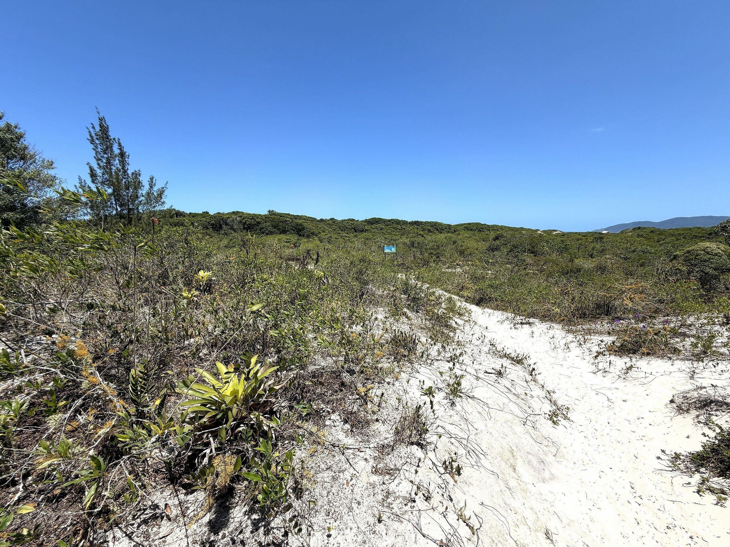 A sandy path through a natural landscape with dense vegetation and a clear blue sky.