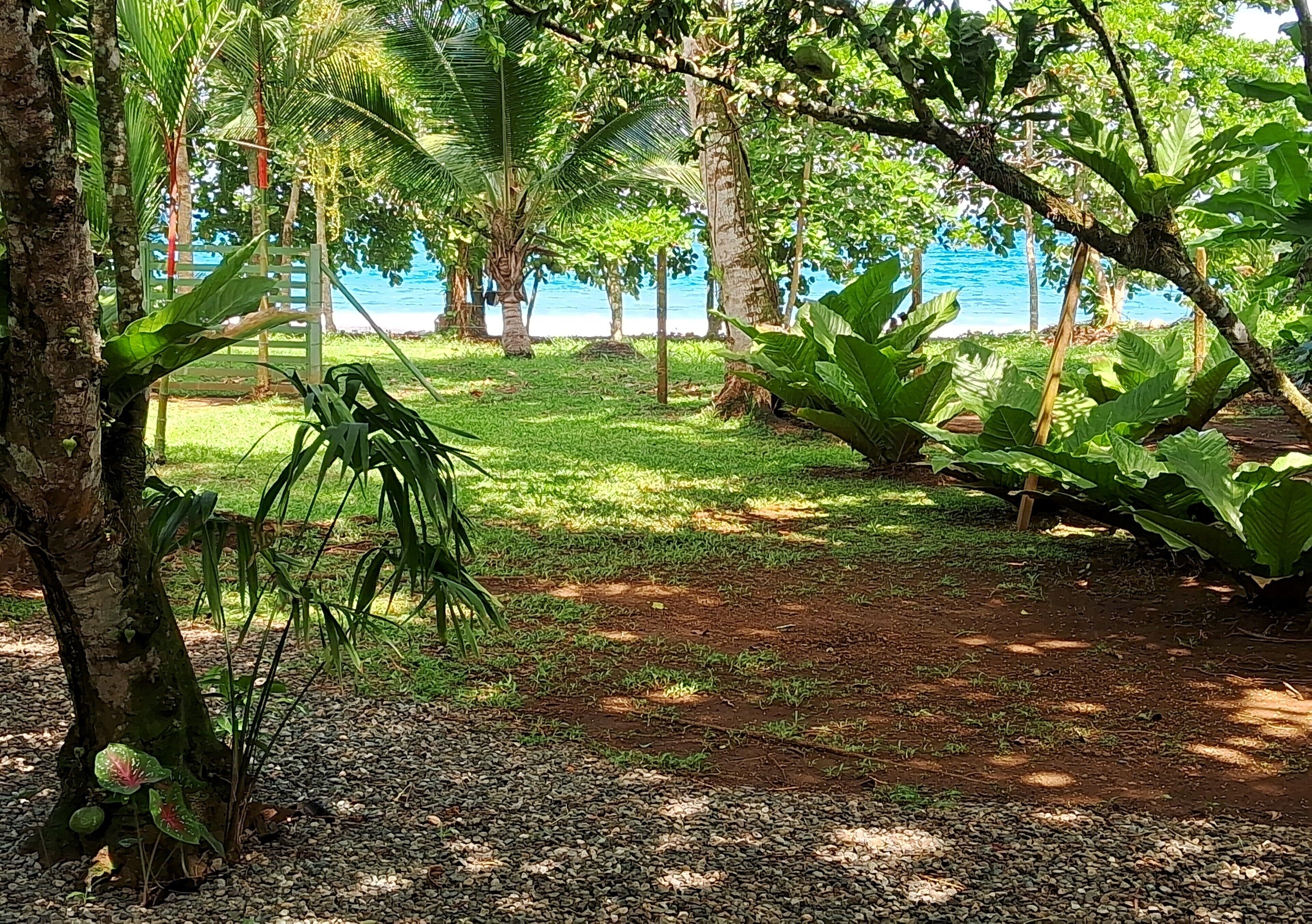 Un jardin tropical avec un sentier menant à une plage.