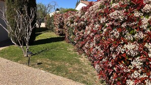 Um jardim bem cuidado, com diversos arbustos e uma pequena árvore.