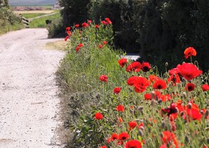 Property grounds -  An ideal base for families and couples looking to explore the area. (Duncormick)