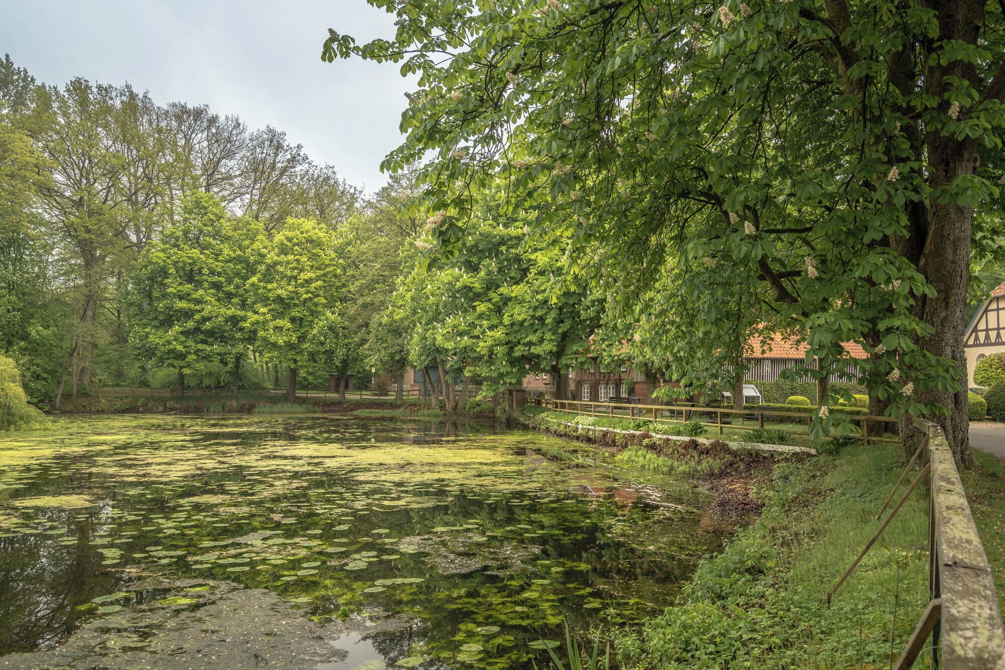 A pond with lily pads surrounded by lush greenery and trees.