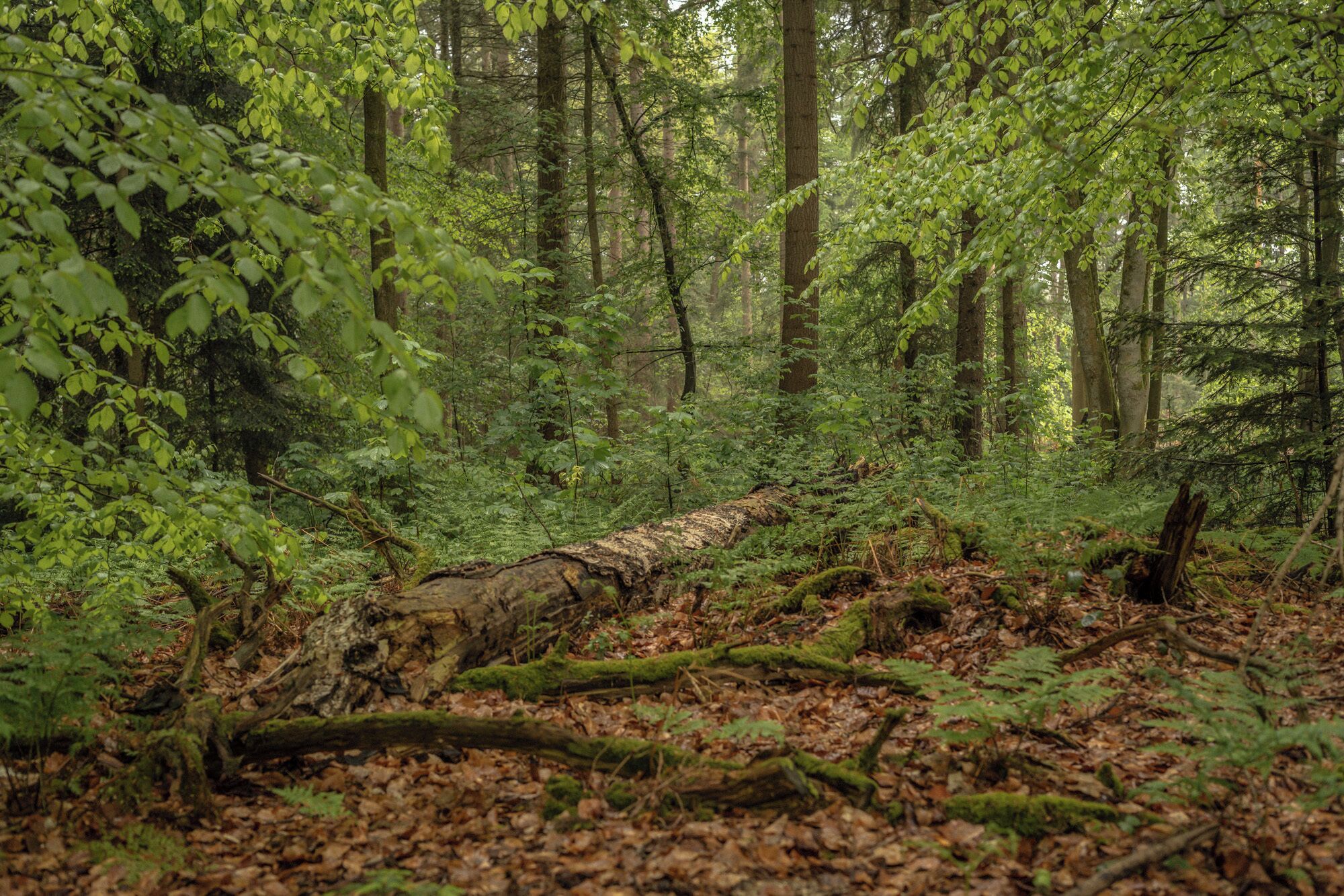 A forest with a fallen tree, dense foliage, and a ground covered with leaves and ferns.