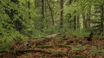 A forest with a fallen tree, dense foliage, and a ground covered with leaves and ferns.