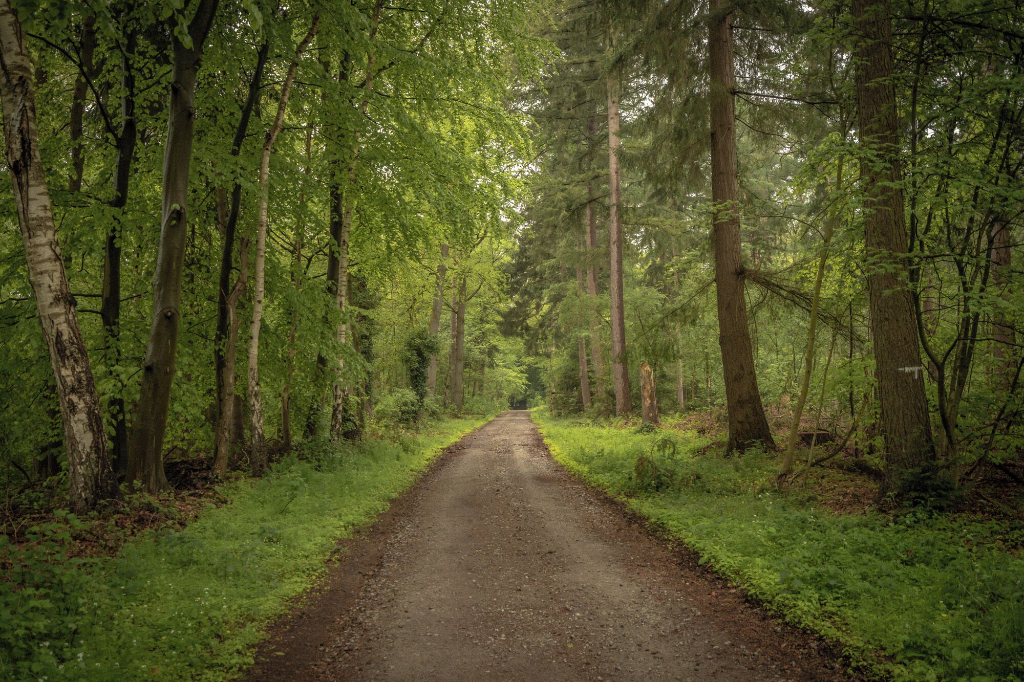 A forest path surrounded by tall trees.