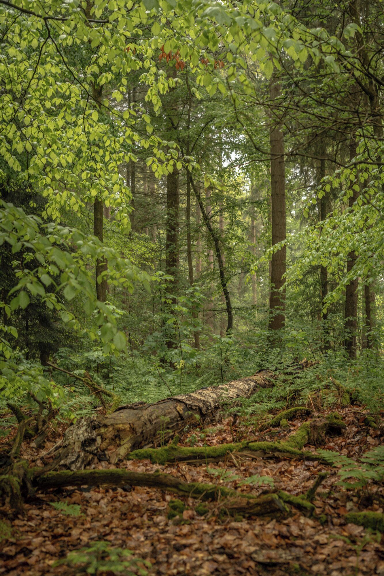 Un bosque denso con diversas especies de árboles y vegetación.