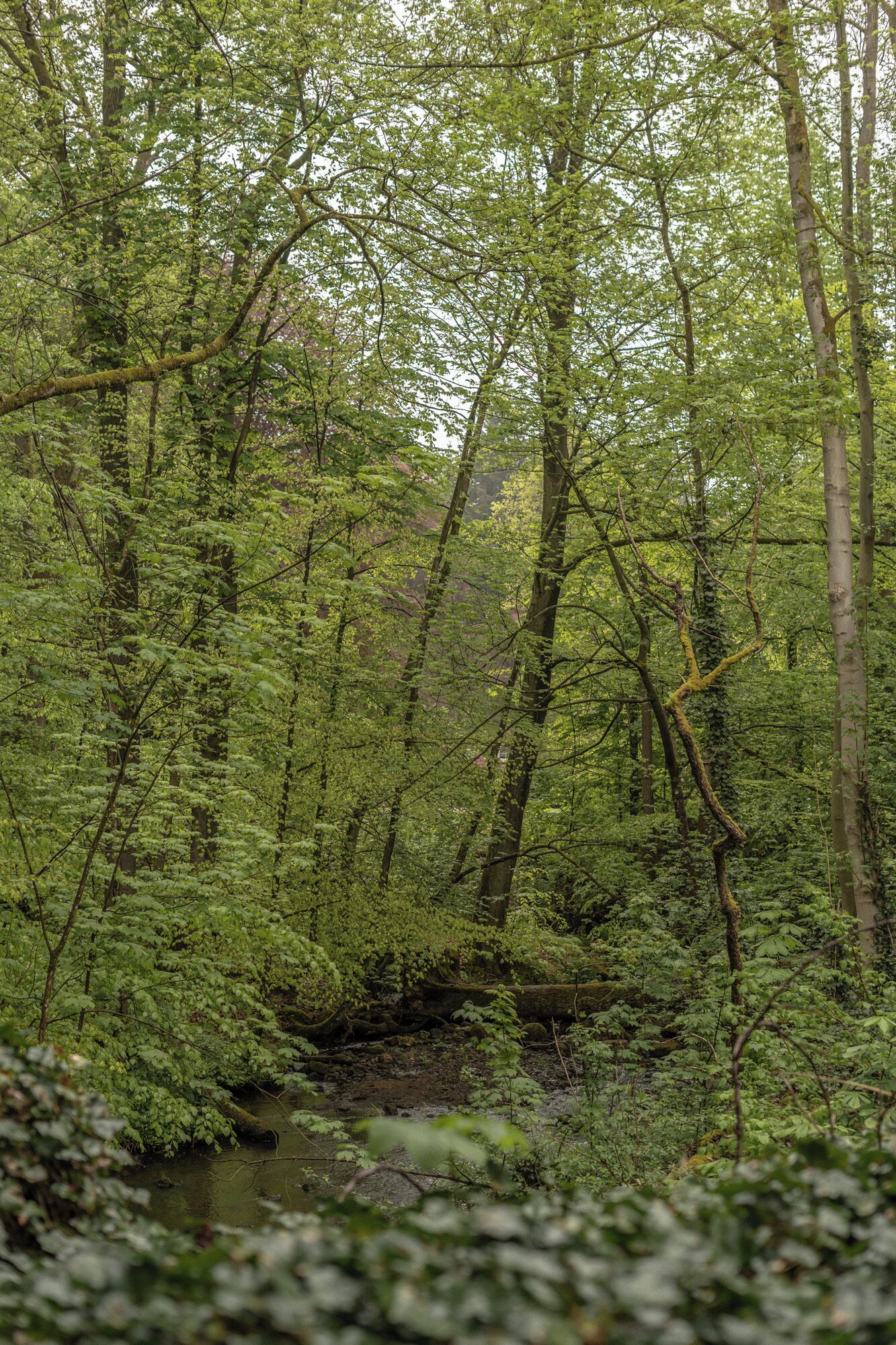 A dense forest with a stream, trees, and underbrush.