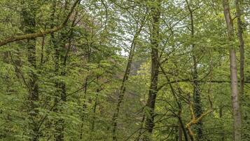 A dense forest with a stream, trees, and underbrush.