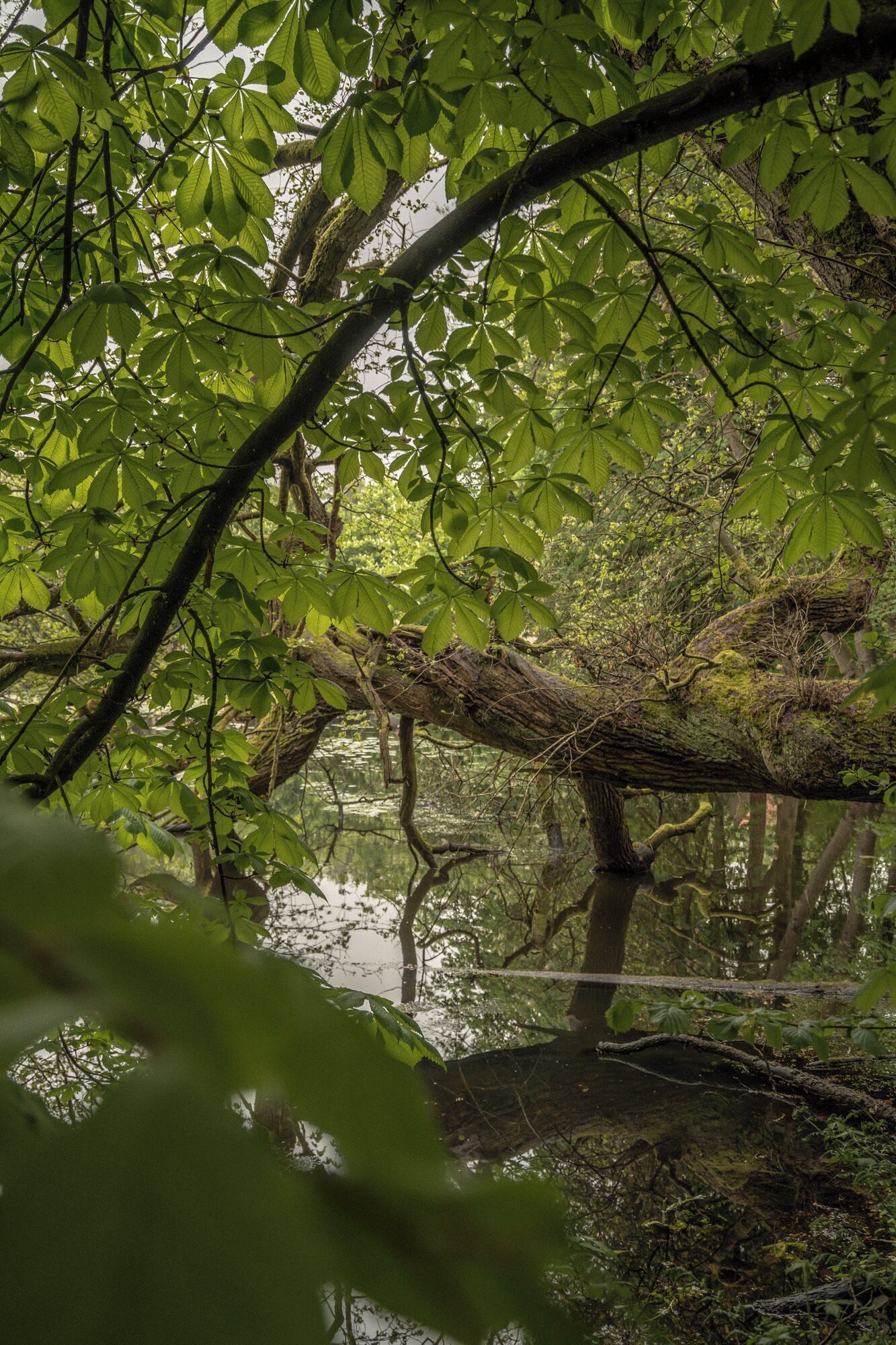 A natural forest scene with dense foliage and a calm water body.