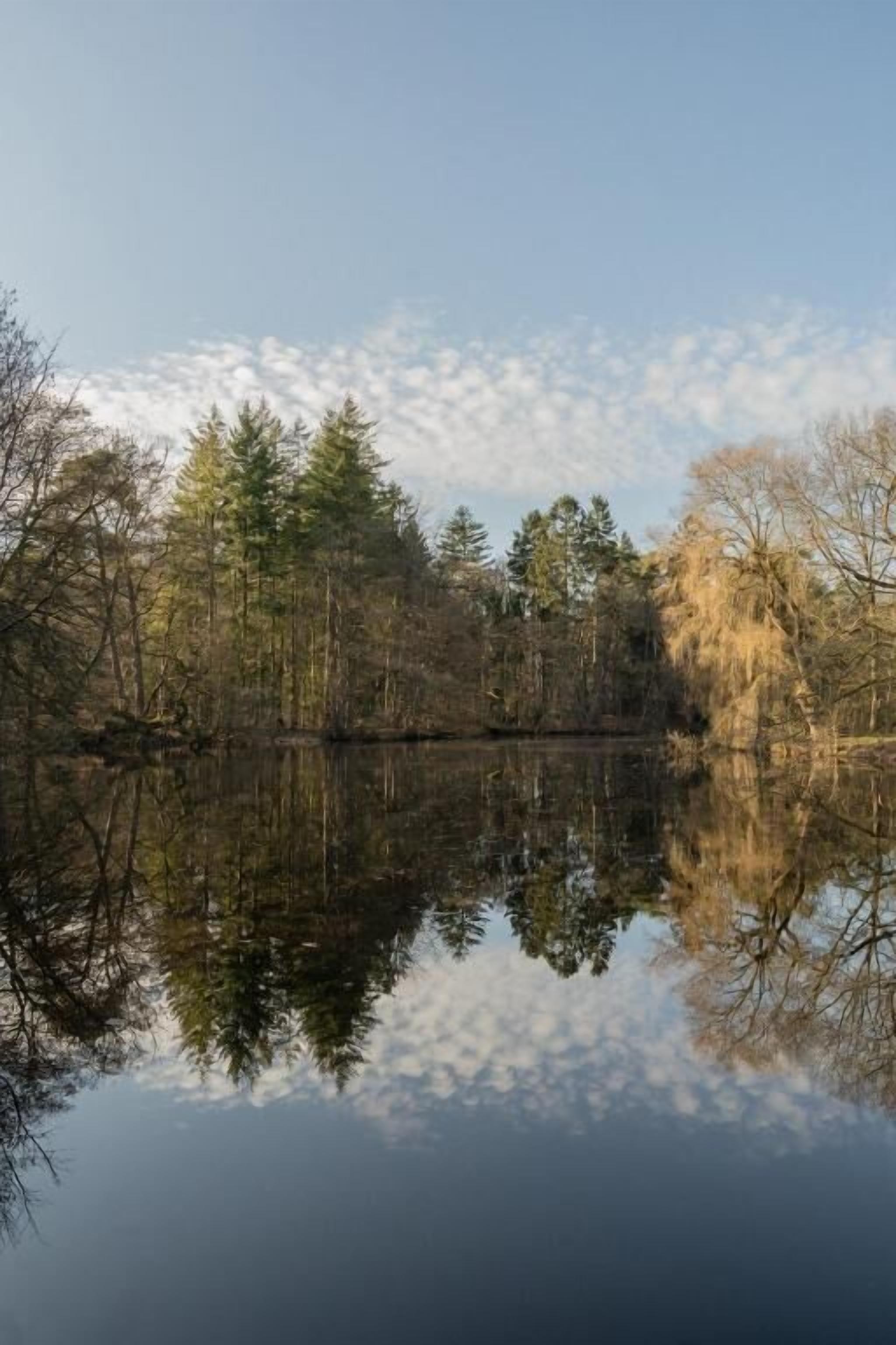 Un lago tranquilo con árboles que se reflejan en el agua, rodeado de un bosque.
