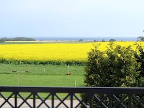 Ländliche Landschaft mit einem gelben Feld, einem grünen Feld und einem Baum im Vordergrund.