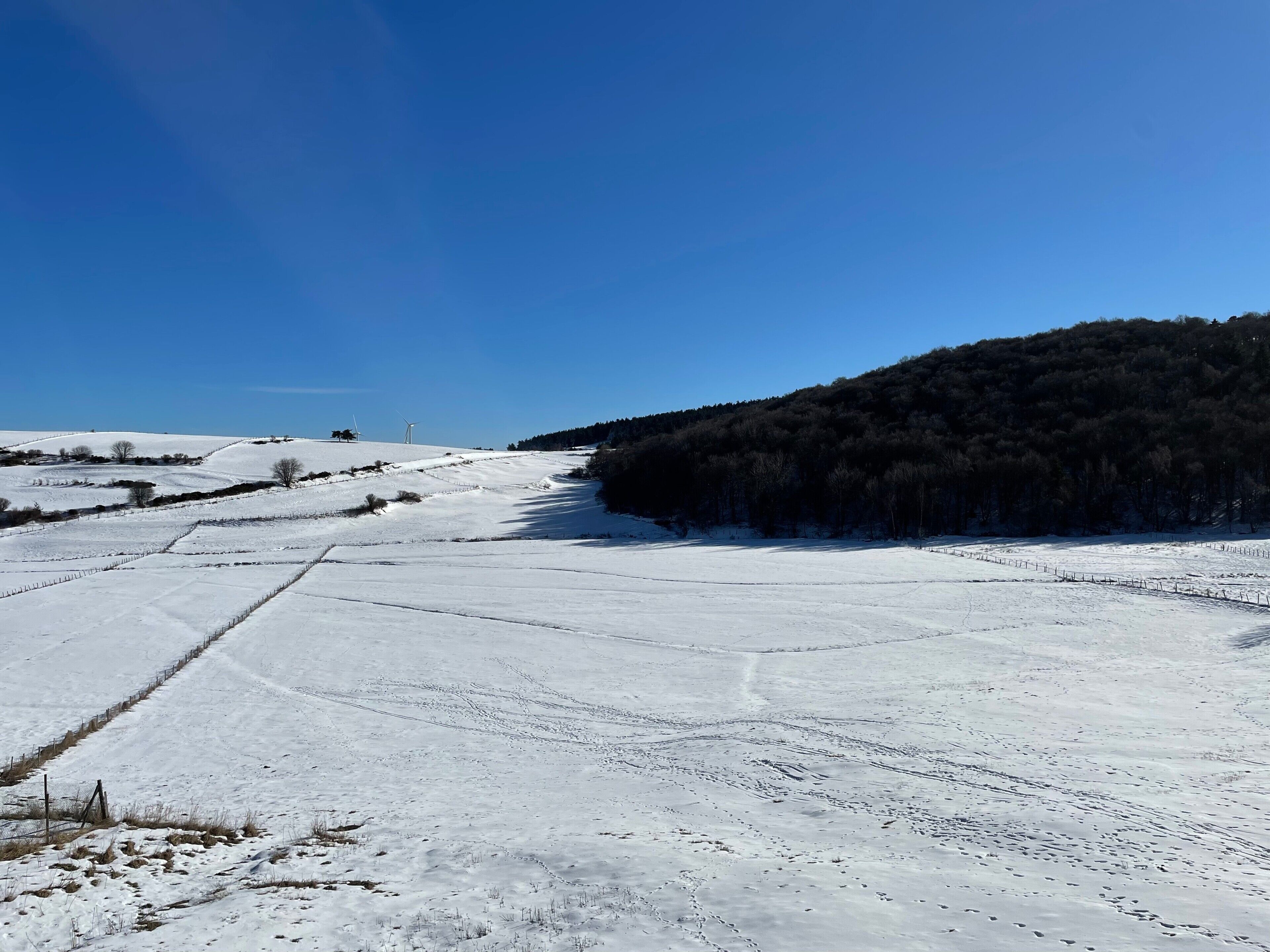 Paesaggio innevato con cielo sereno, un campo recintato e un pendio boscoso.