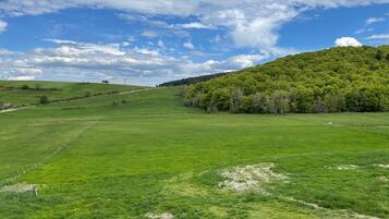Ein grünes Feld mit einem Zaun, ein Hügel mit Bäumen und ein bewölkter Himmel.