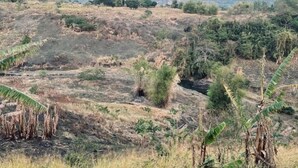 A rural landscape with hills, sparse vegetation, and a few scattered trees.