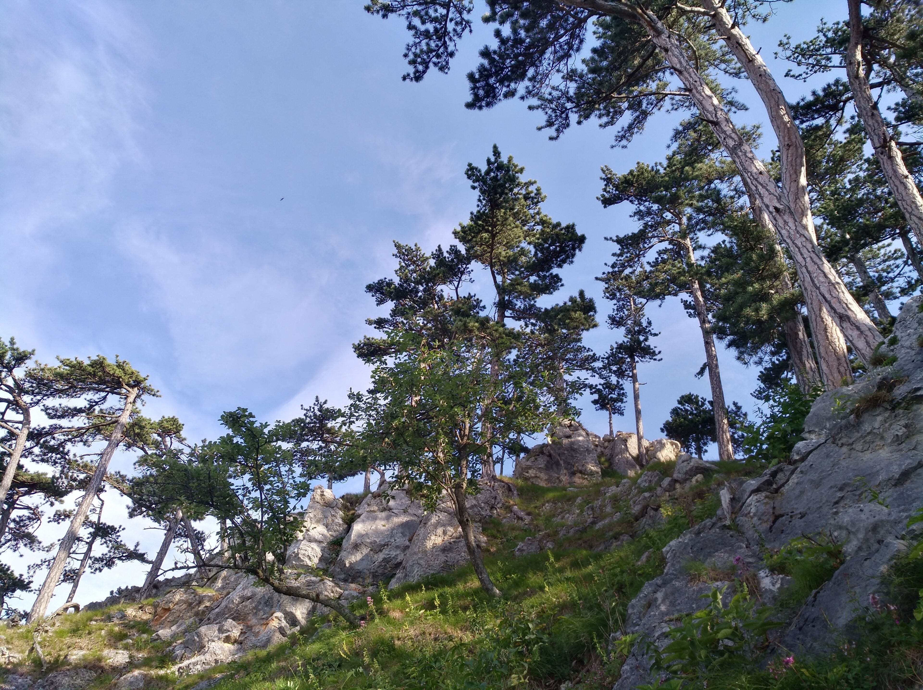 Une colline rocheuse, parsemée de grands pins, sous un ciel dégagé.