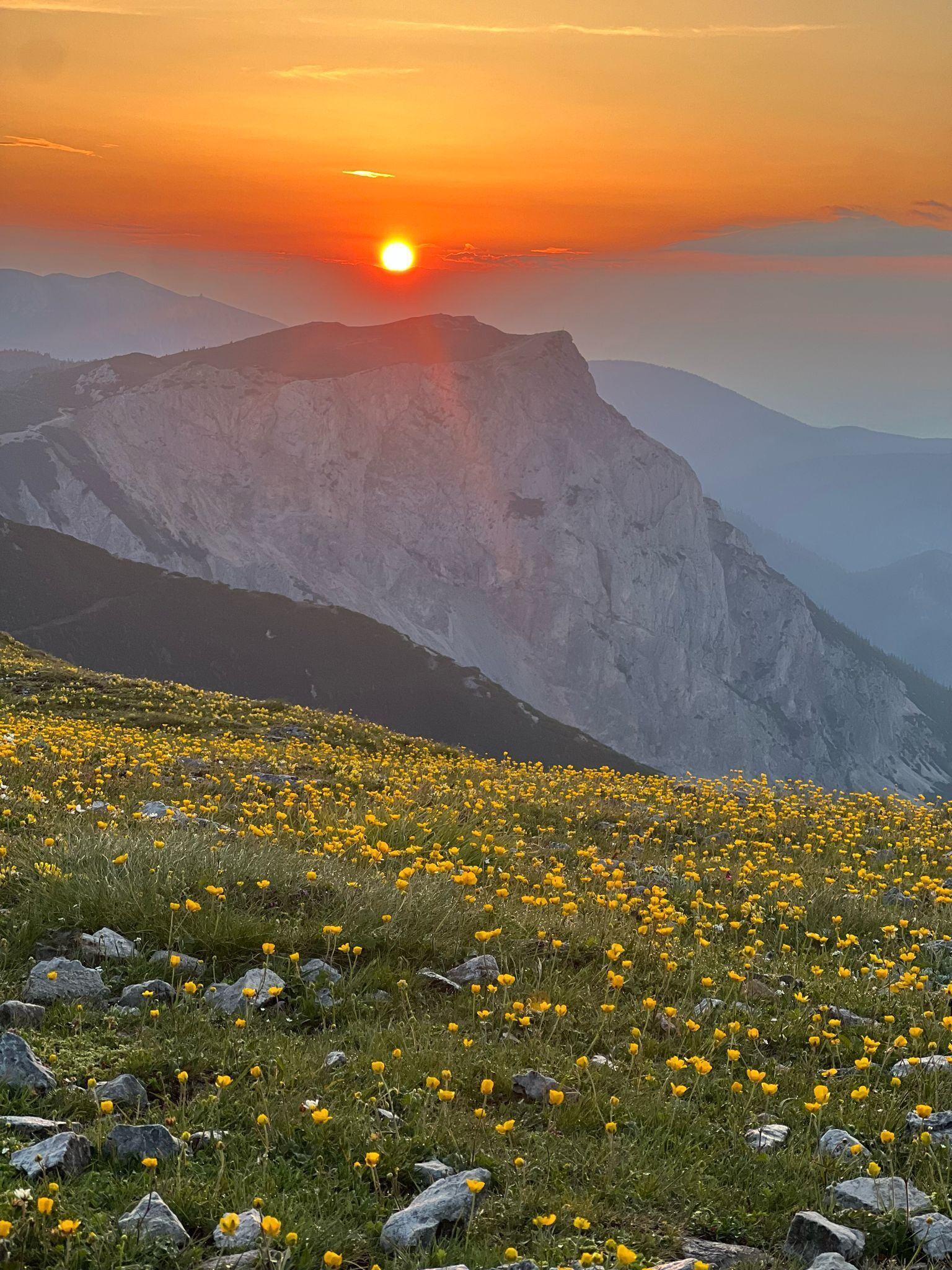 A mountain landscape with a field of yellow flowers and a clear sky.
