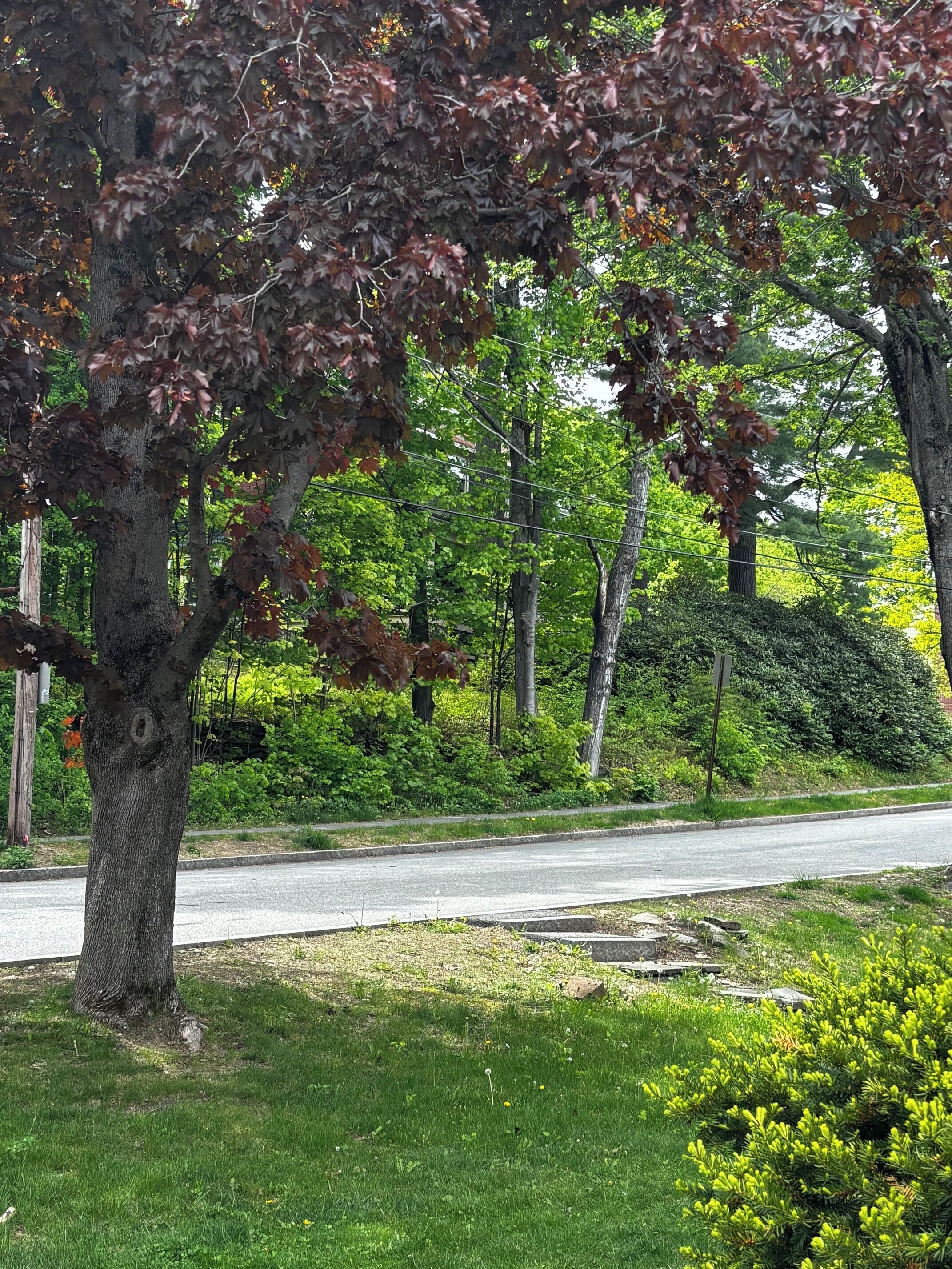 A residential street with trees, a sidewalk, and a road.