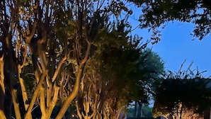 Un chemin bordé d’arbres, illuminé par des lumières chaleureuses, qui mène à un bâtiment.