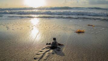 Beach nearby, white sand