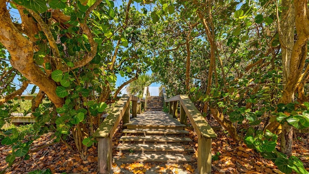 Eine Holztreppe, umgeben von Bäumen und Blättern.