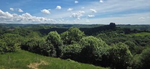 Een landschap met verschillende bomen en een heuvel in de verte.