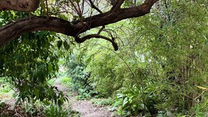 A garden with a stone pathway, a metal table, and a large tree. - Family home sleeps 12, lush garden, sea view. Close to beaches. (Roquebrune-Cap-Martin)