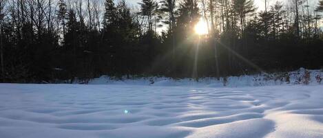 A snowy landscape with trees and the sun shining through.