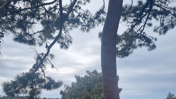Eine Holzterrasse mit Blick auf einen See und Bäume.