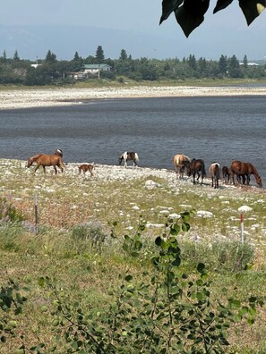 Un groupe de chevaux près d’une étendue d’eau, avec une zone boisée en arrière-plan.