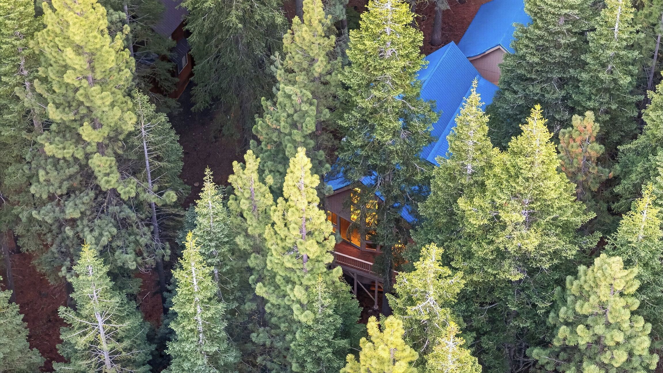 A forested area with a cabin structure partially obscured by trees.