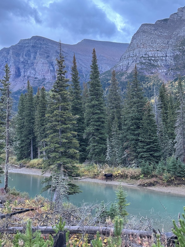 Un paysage montagneux, avec une forêt de conifères dense et un lac paisible.