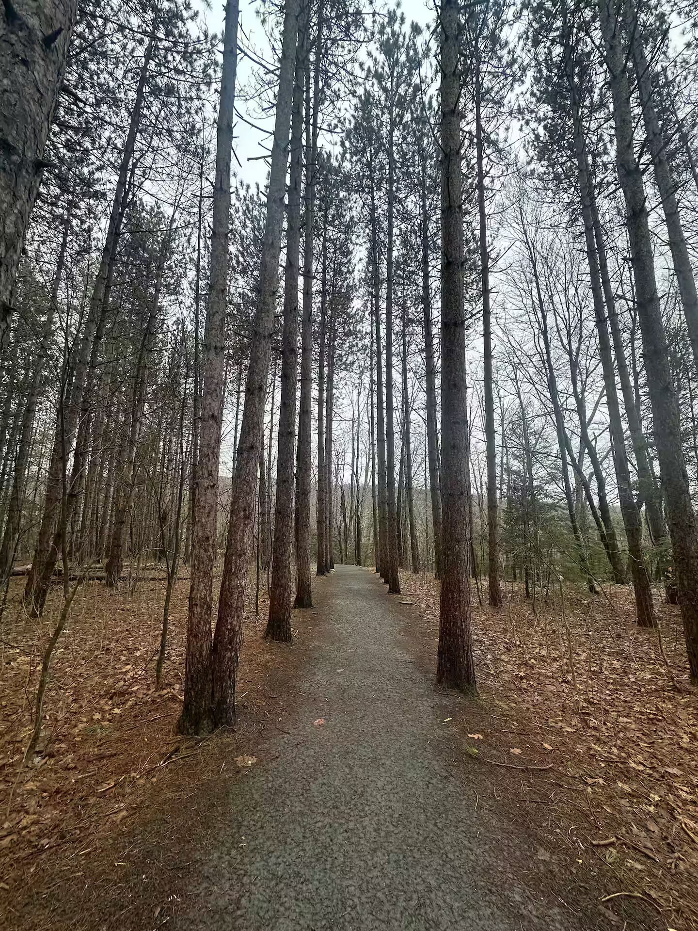 Un sendero en un bosque rodeado de árboles altos.