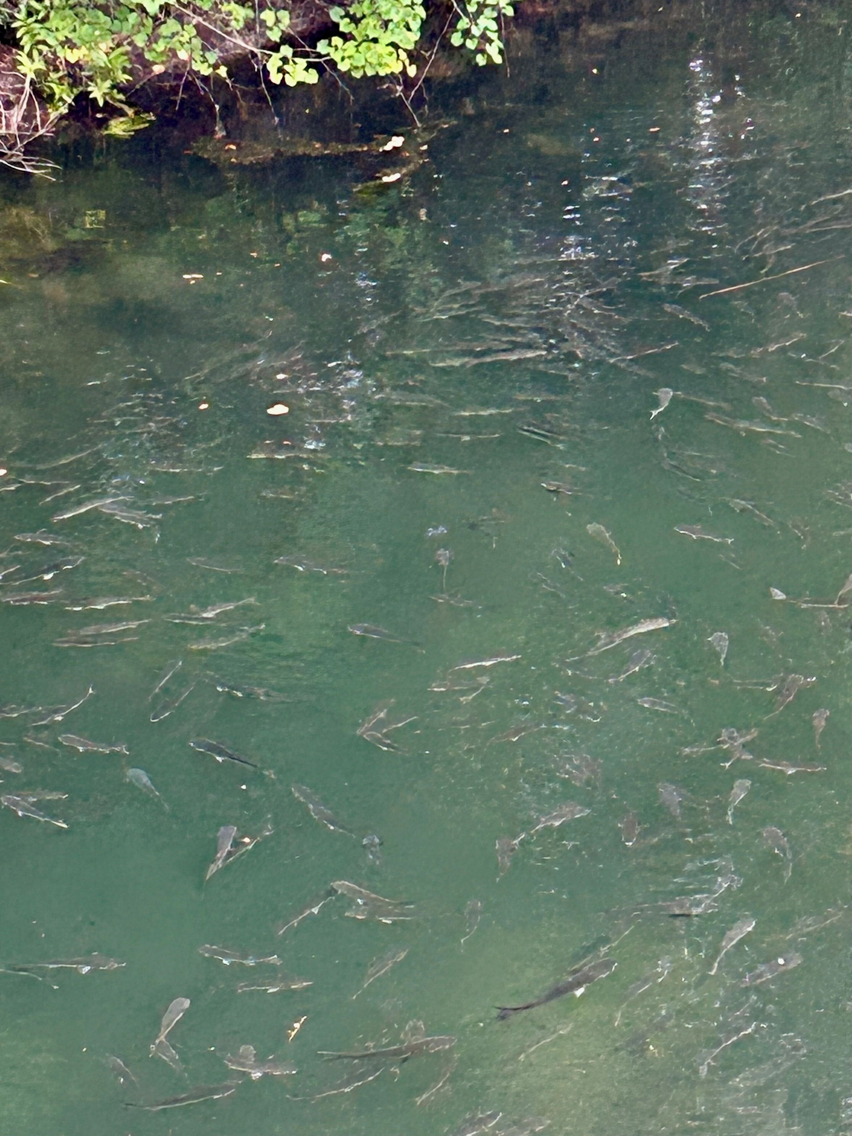 Una massa d'acqua con numerosi pesci che nuotano.