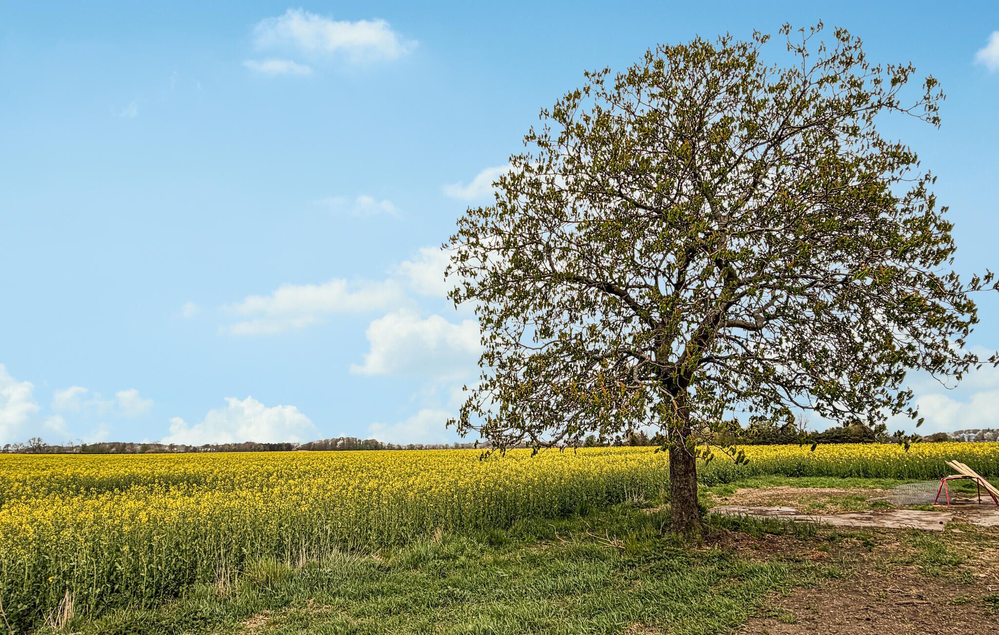 Ein Baum in einem Feld unter blauem Himmel.
